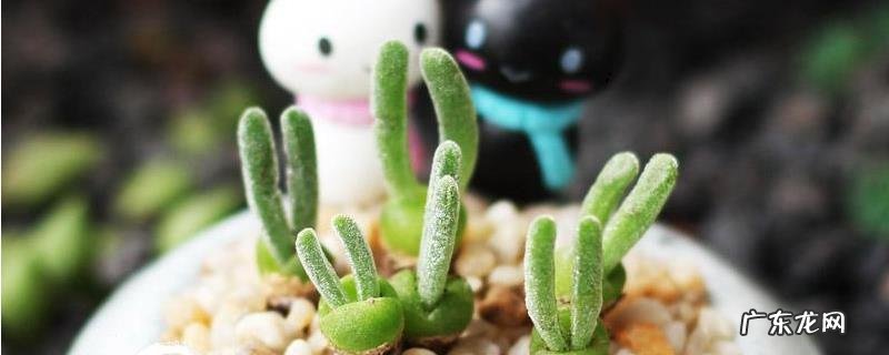 碧光环的养殖方法,碧光环的成长习性