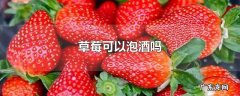 草莓可以泡酒吗