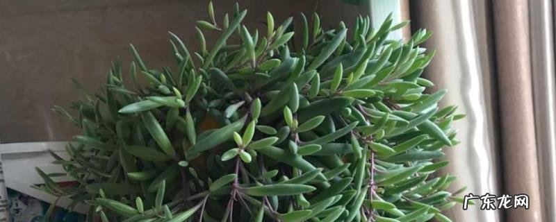 紫弦月怎么养殖才爆盆？紫弦月的繁殖方法