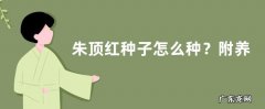 朱顶红种子怎么种？附养殖管理