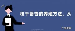 枝干番杏的养殖方法，从花盆、土壤、播种、苗期、阳光、施肥管理等方面入手