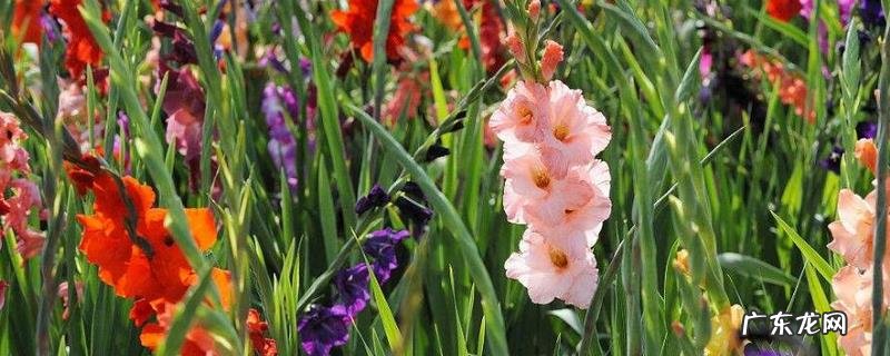 唐菖蒲的养殖方法,唐菖蒲的繁殖方法