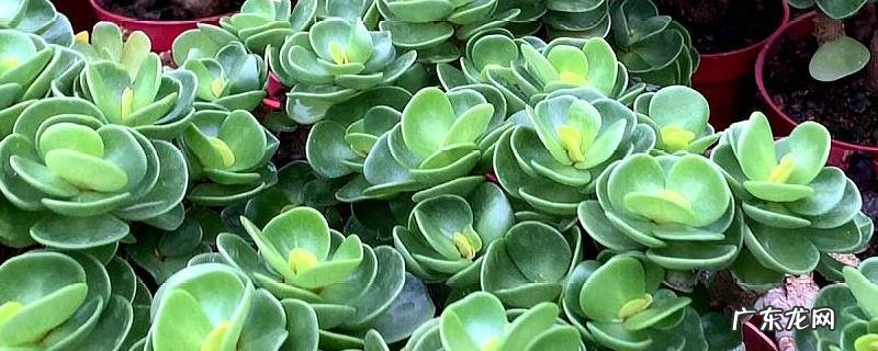 金钱木怎么养殖好？金钱木的生长习性