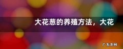 大花葱的养殖方法，大花葱的繁殖方法