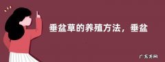 垂盆草的养殖方法，垂盆草的繁殖方法