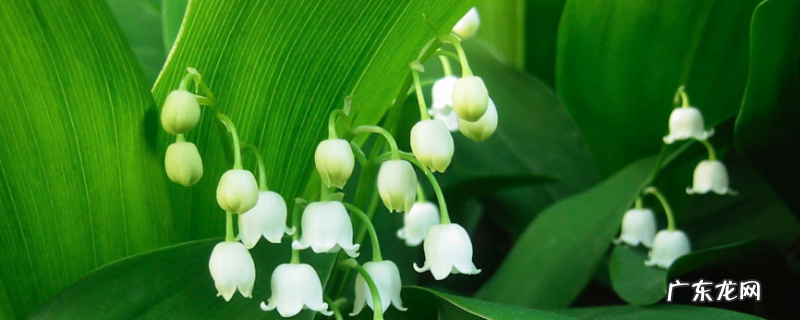 铃兰的养殖方法和注意事项,附生长习性和繁殖方法