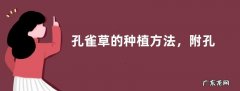孔雀草的种植方法，附孔雀草的生长习性