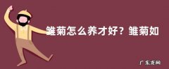 雏菊怎么养才好？雏菊如何进行繁殖