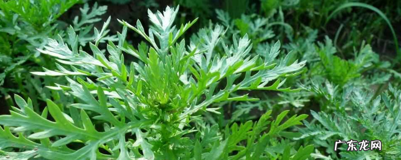 茼蒿种子价格及种植方法,茼蒿的病虫防治