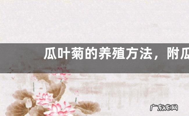 瓜叶菊的养殖方法，附瓜叶菊的繁殖方法