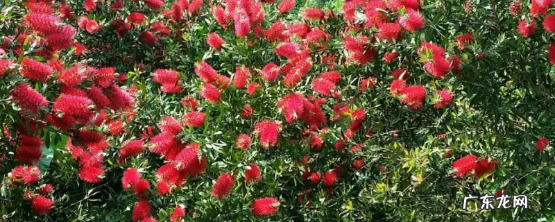 红千层的养殖方法，附生长习性和繁殖方法