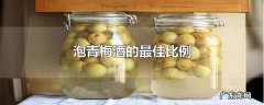 泡青梅酒的最佳比例