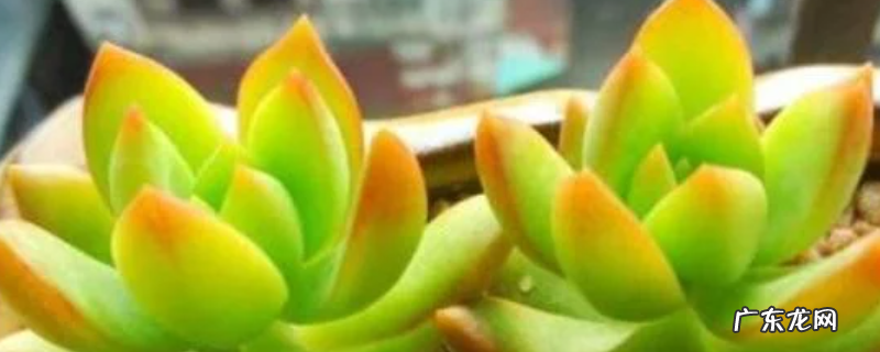 黄丽怎么养才好?附成长习性和繁殖方法