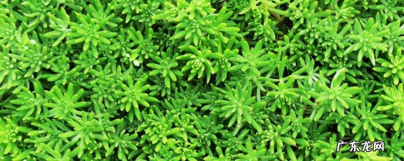 佛甲草种植技术,附佛甲草的生长习惯