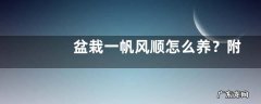 盆栽一帆风顺怎么养？附生长习性和繁殖方法