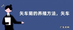 矢车菊的养殖方法，矢车菊的生长习性