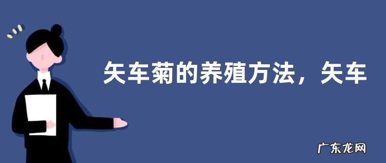 矢车菊的养殖方法,矢车菊的生长习性