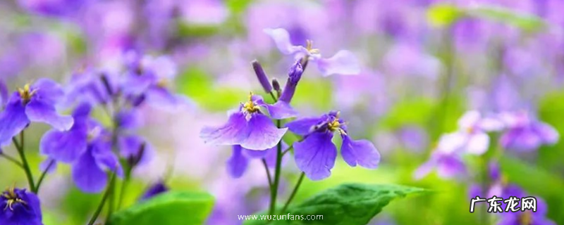 盆栽二月兰怎么养?附生长习性和繁殖方法