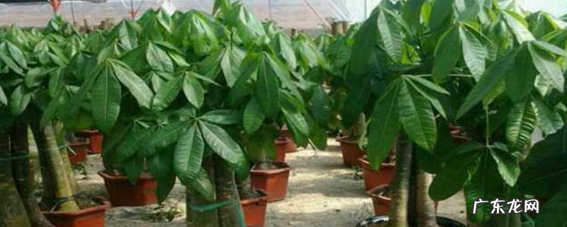 盆栽发财树怎么养？附生长习性和繁殖方法