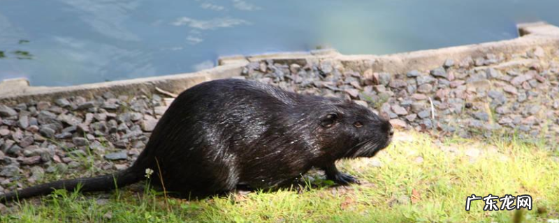 海狸鼠尾巴的作用是什么，价格怎么样，有没有养殖前景