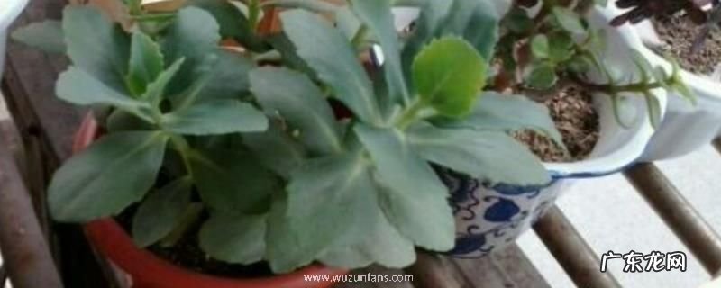 盆栽八宝景天怎么养?附生长习性