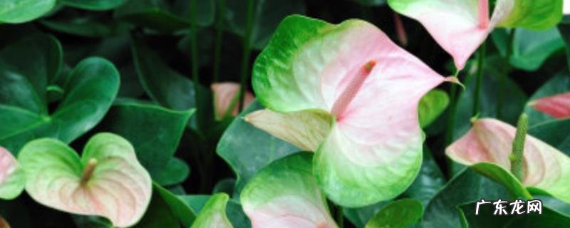 花叶络石怎么养才好?花叶络石的生长习性