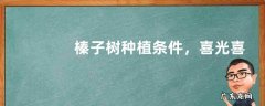 榛子树种植条件，喜光喜肥抗寒冷