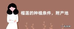 榴莲的种植条件，附产地分布和种植技术