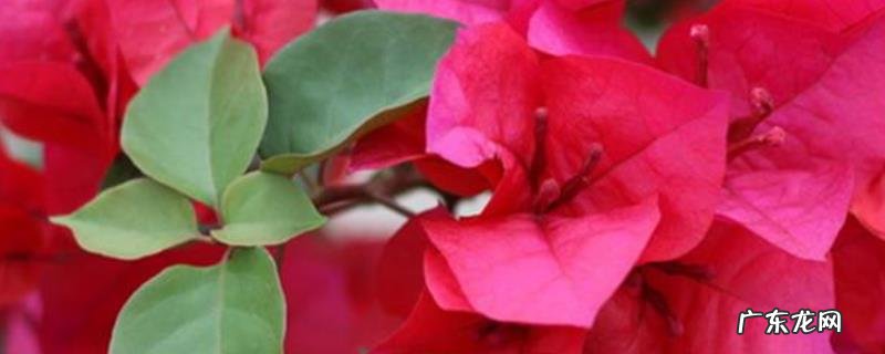 三角梅的生长习性,附冬季养护管理办法