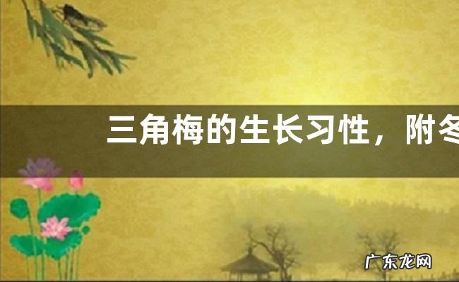 三角梅的生长习性,附冬季养护管理办法