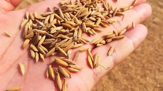 稻谷脱壳后叫什么米-简短介绍
