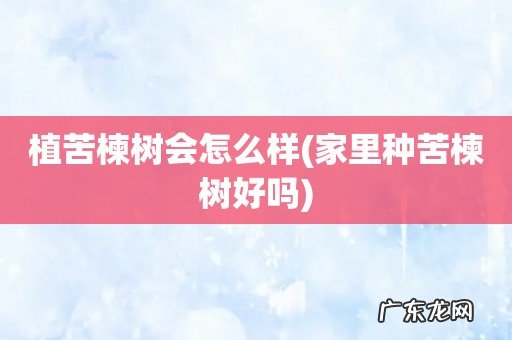 家里种苦楝树好吗 植苦楝树会怎么样