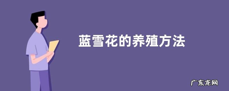 蓝雪花的养殖方法