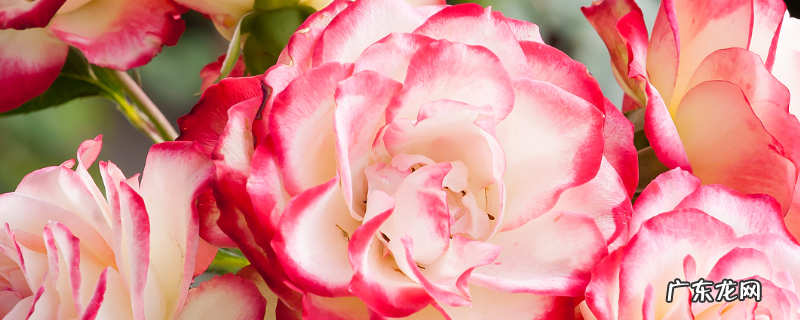 香水月季的养殖方法,附病虫害管理