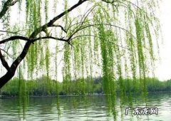 柳树是裸子植物还是被子植物-简短介绍
