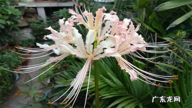 进来一看便知晓 彼岸花的花语和含义是什么