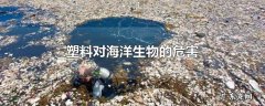 塑料对海洋生物的危害