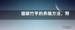 猫眼竹芋的养殖方法，附注意事项