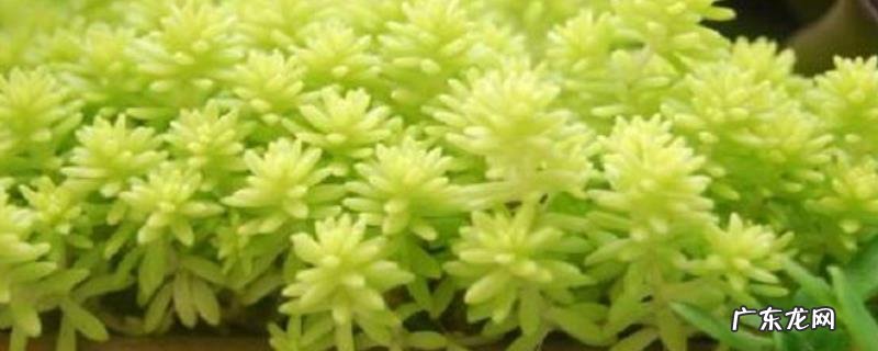 黄金万年草蔫了怎么办,注意要保证充足的光照