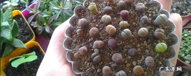 生石花的养殖方法和注意事项，关注生长期和休眠期