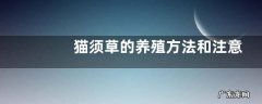 猫须草的养殖方法和注意事项，猫须草栽培要点