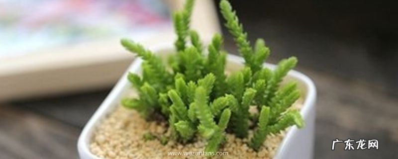 青锁龙属若绿的家庭养殖和注意事项?有什么作用?怎么扦插