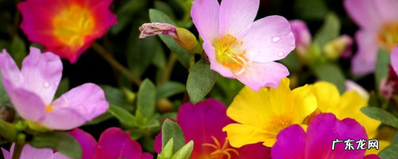 太阳花种子什么时间播种好？附种植方法