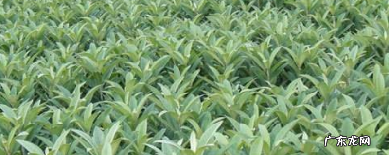 枇杷苗价格多少钱一株?什么时候种植?怎样栽培