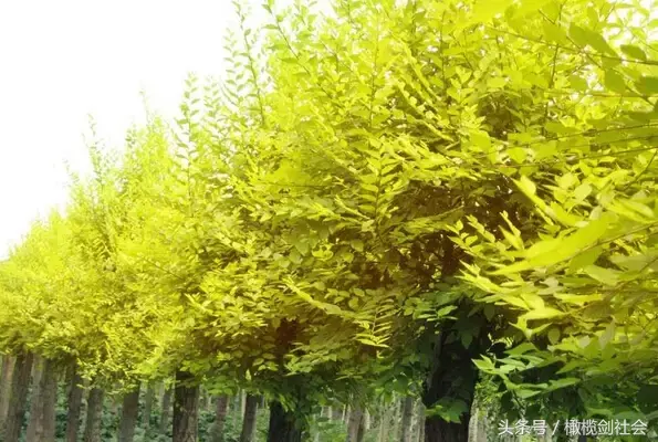 后门有树的风水好不好 房后门种什么树好风水