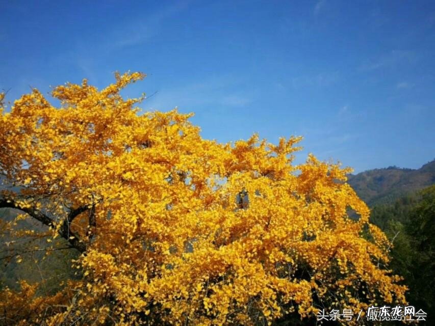 后门有树的风水好不好 房后门种什么树好风水