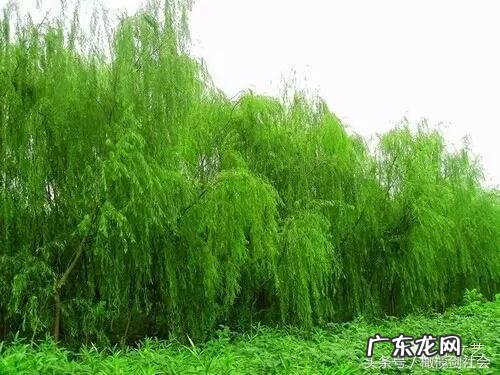 后门有树的风水好不好 房后门种什么树好风水