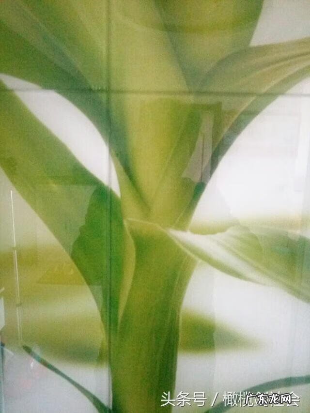 后门有树的风水好不好 房后门种什么树好风水