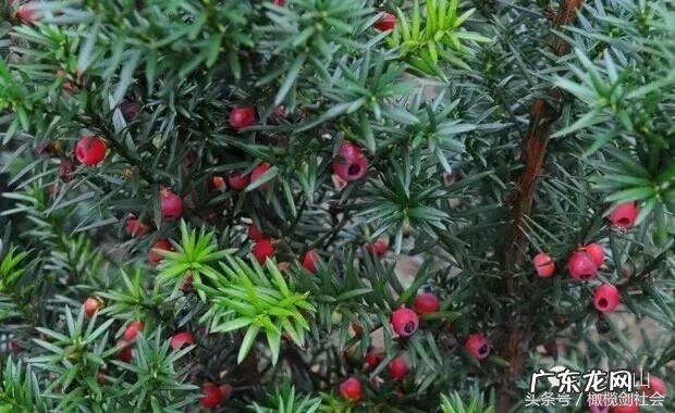 后门有树的风水好不好 房后门种什么树好风水