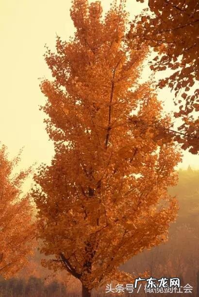 后门有树的风水好不好 房后门种什么树好风水